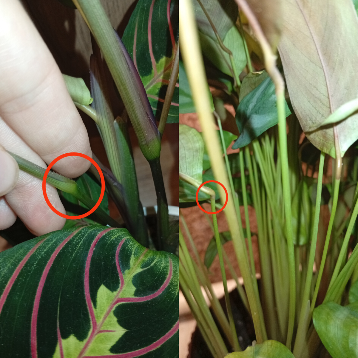 У растений семейства марантовых есть специальные части, называемые пульвинами. Это вздутые участки на концах черешков листьев. Они состоят из гибкой ткани, которая позволяет листьям двигаться.