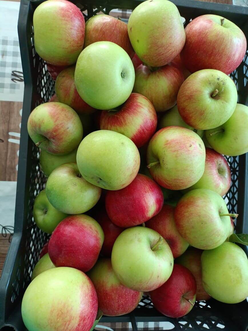 Яблочки наливные