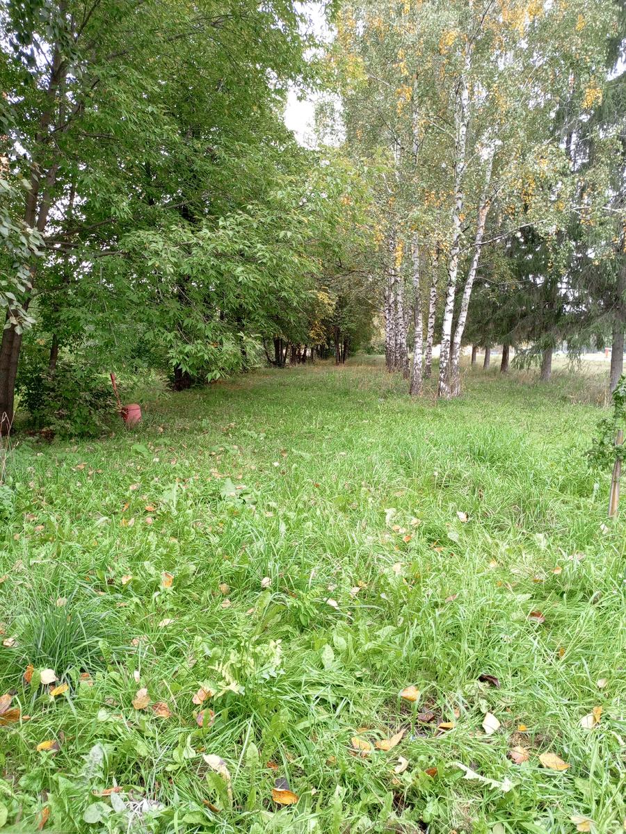 Зеленый уголок