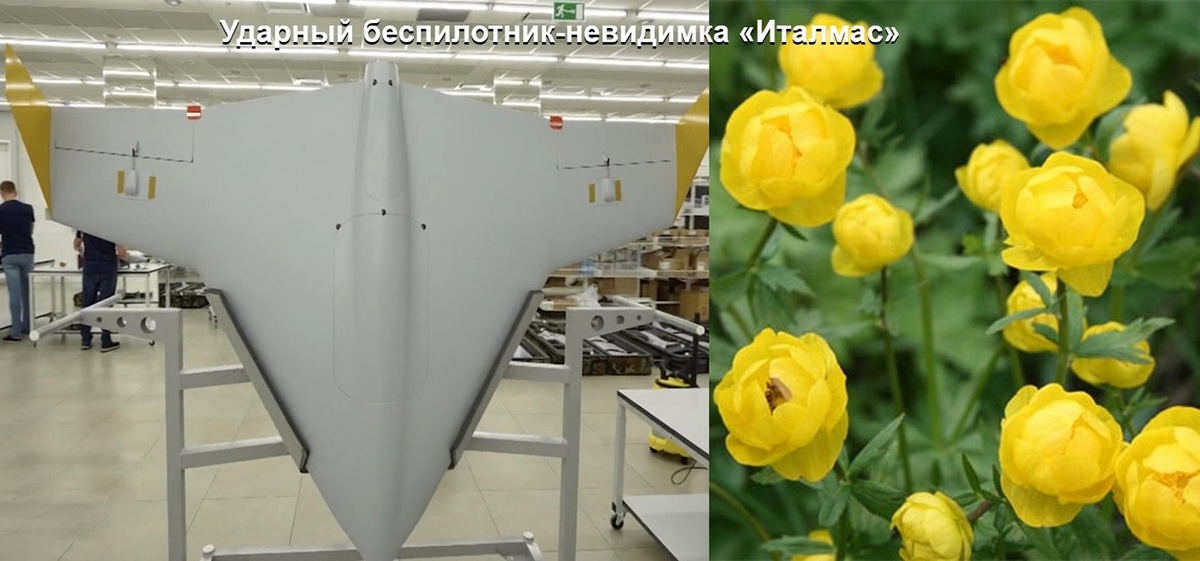 На фотографии: ударный российский беспилотник-невидимка «Италмас» и цветы италмас. Источник фото: https://dzen.ru/a/Z7WWCBeywWv7sXxR