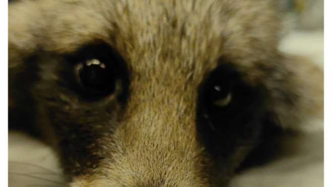 Фото: Центр Сирин