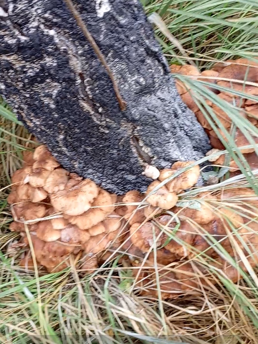 Вот так семейство .