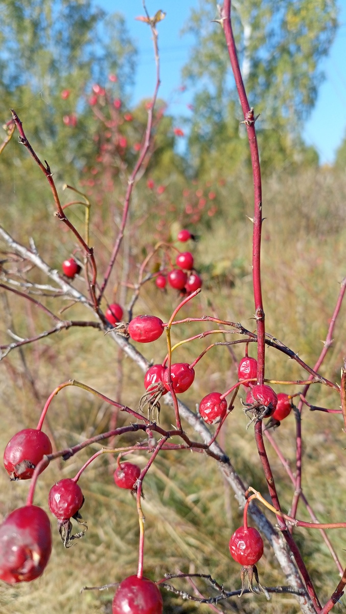 Фото автора канала "Волнушка"