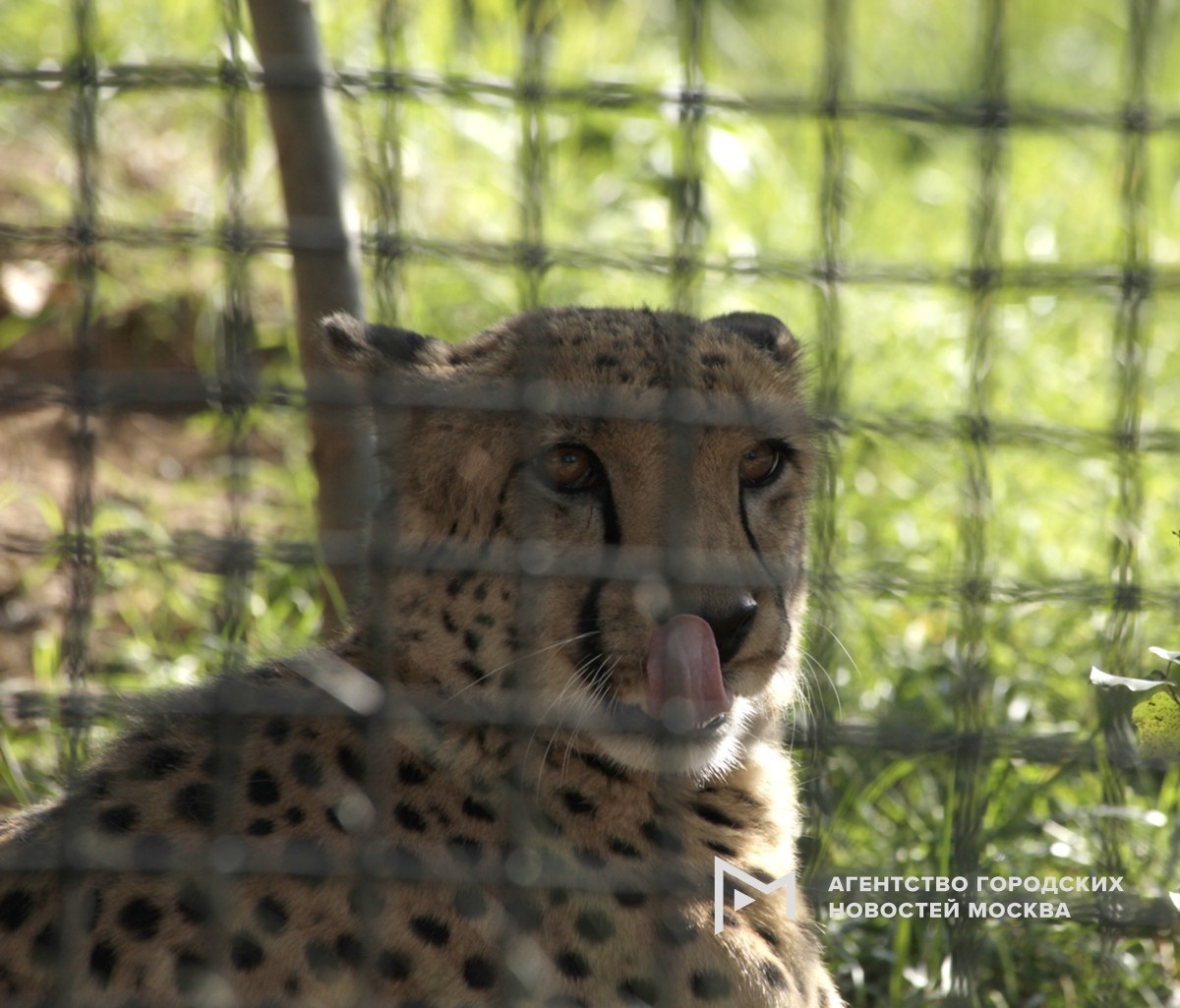 Фото: АГН "Москва"