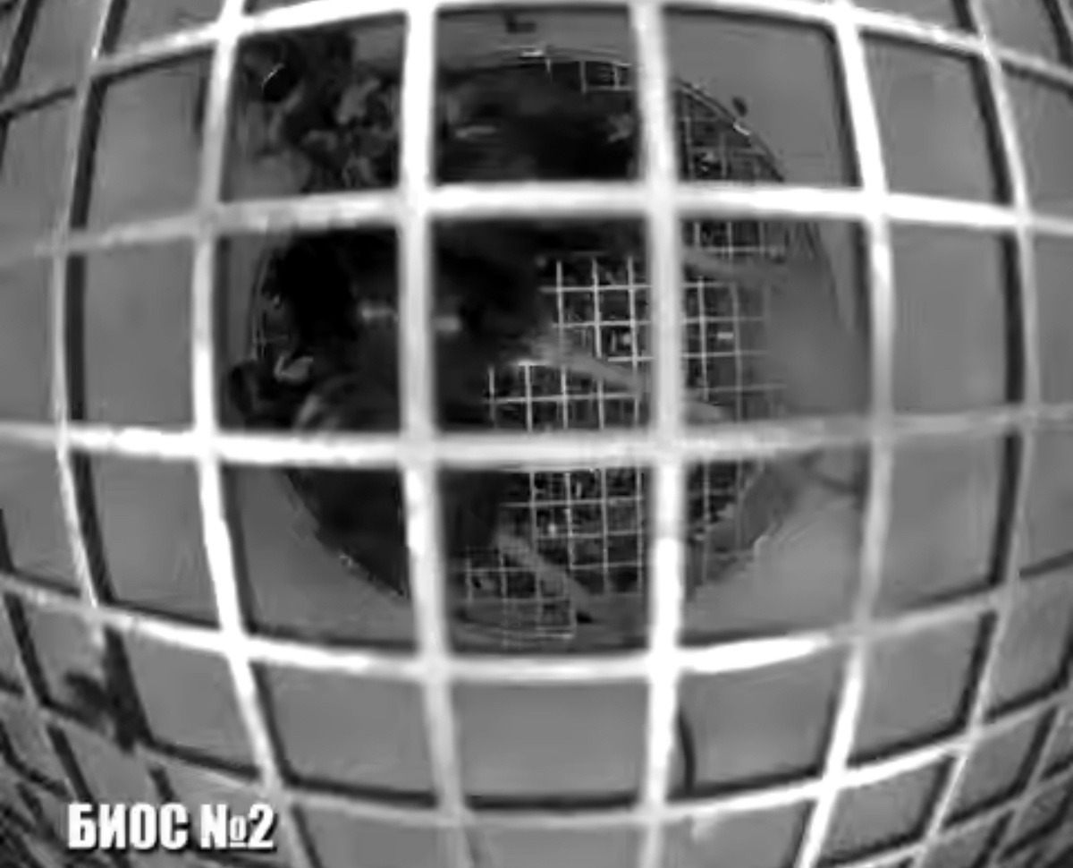    19 сентября в Оренбургской области приземлится спутник «Бион-М» с мышами на борту