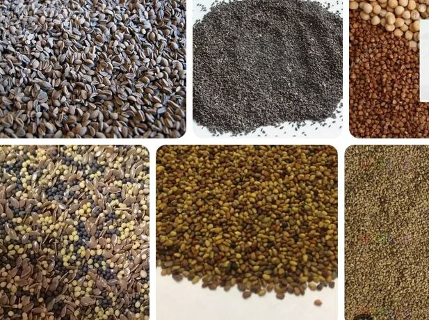 Семена разных сидератов. Фото Натальи Мироновой 