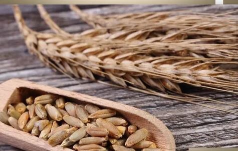 Семена озимой ржи. Фото из открытых источников