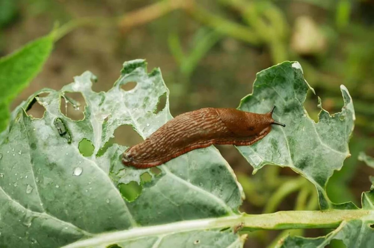    Испанские слизни, представляющие серьезную угрозу для огородов, с наступлением осени не погибают, а готовятся к зимовке.