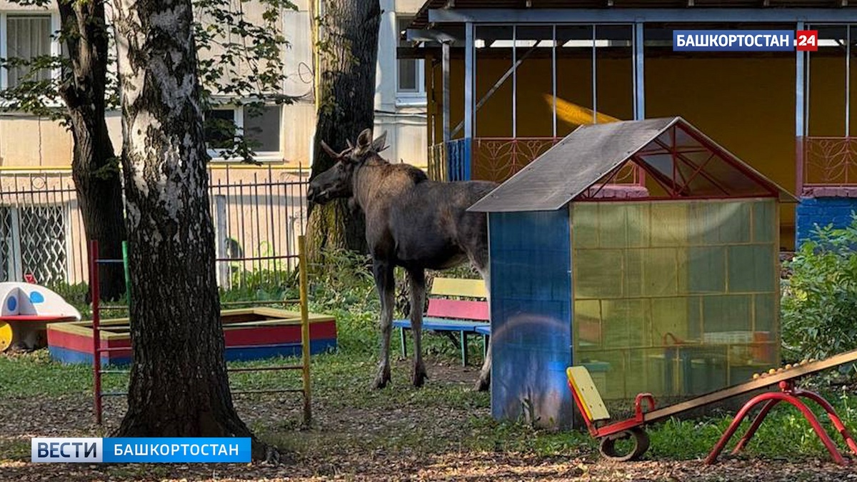    Перепрыгнул через забор: лось проник на территорию детсада в Уфе