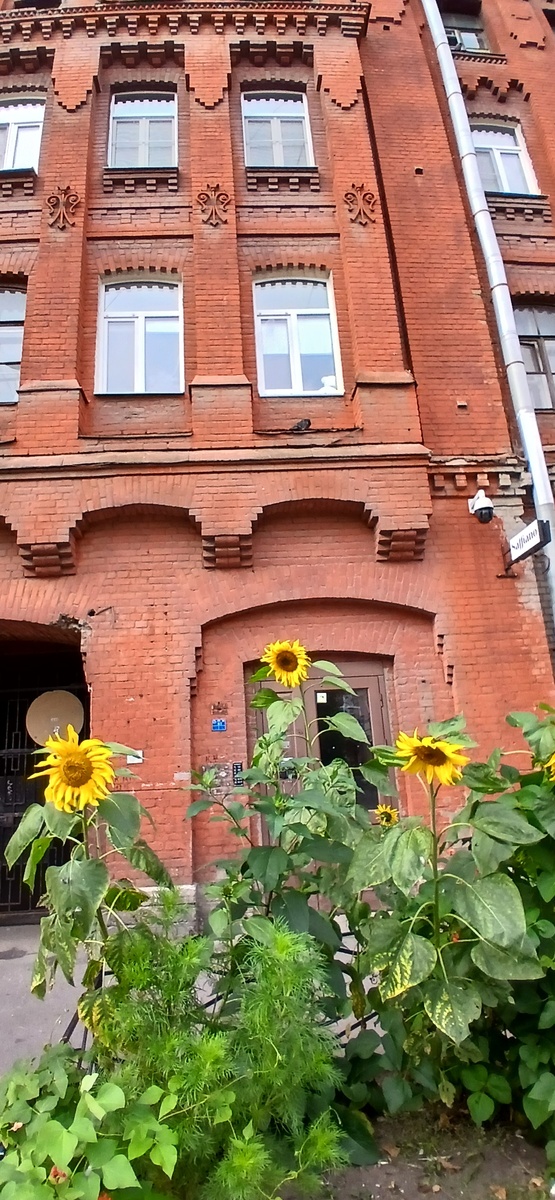 фото автора сделано три дня назад. Санкт - Петебург, ул. Кавлегардская.