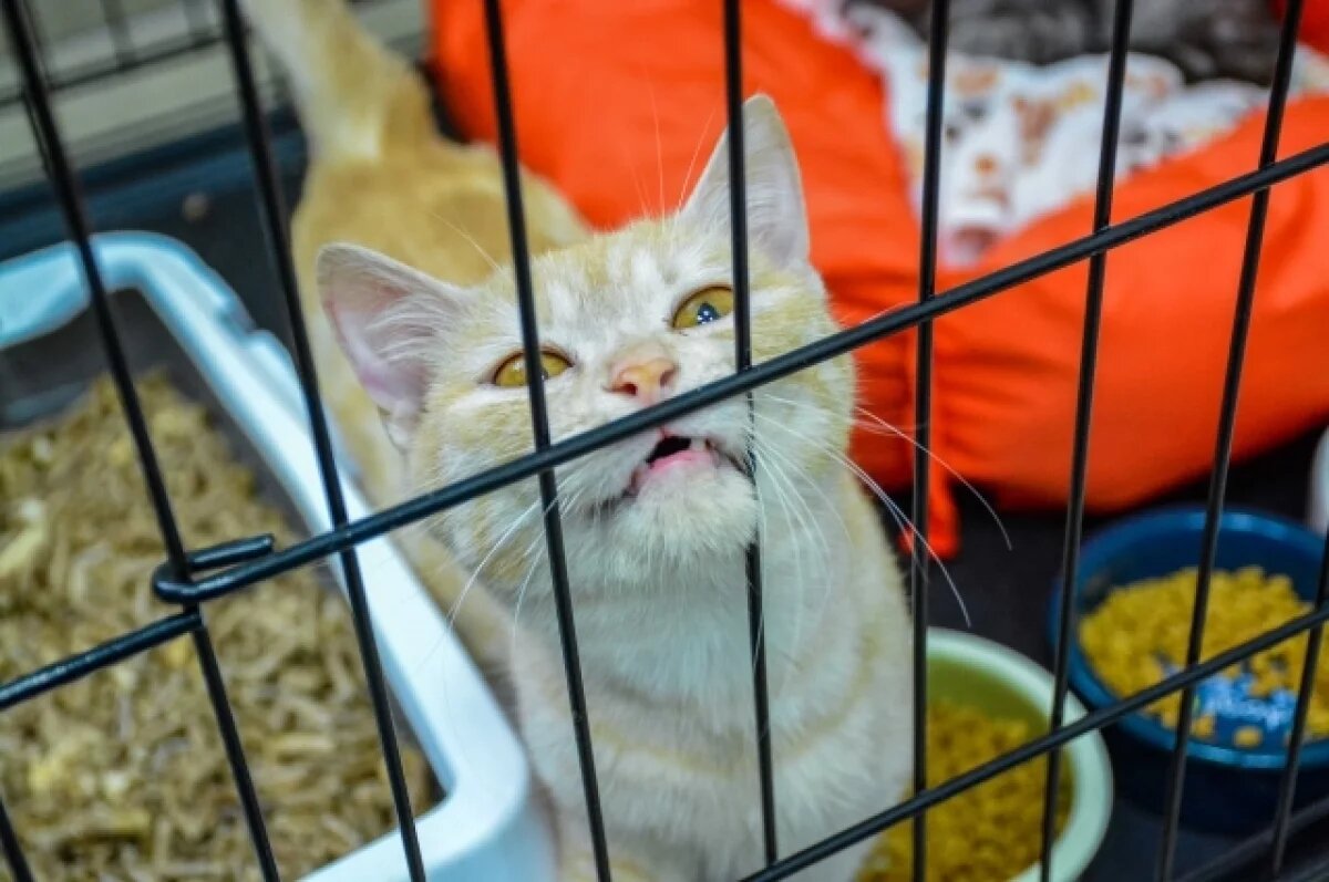    У лагеря, где разместился ижевский приют «Кот и пёс», поменяется владелец