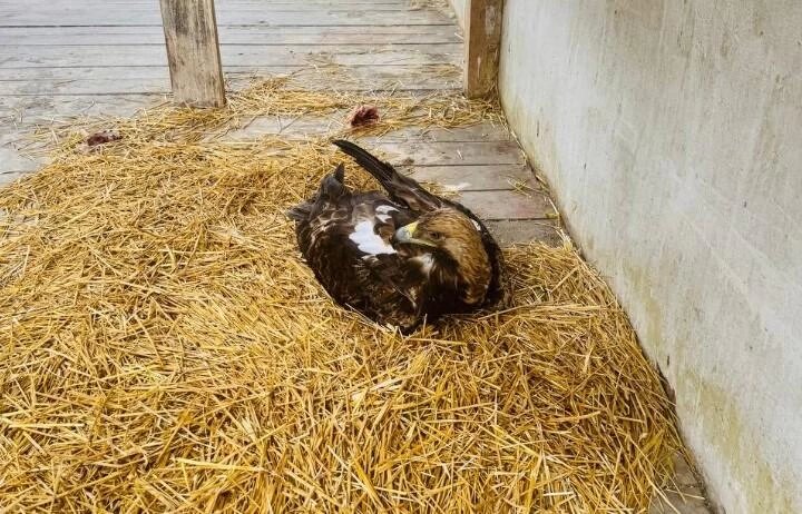 Фото: из телеграм-канала "Экостандарт-Консалтинг"