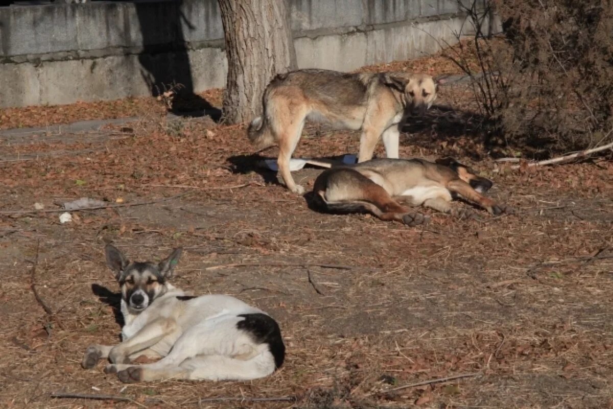    Гигантская стая одичавших собак угрожает жителям юга Волгограда