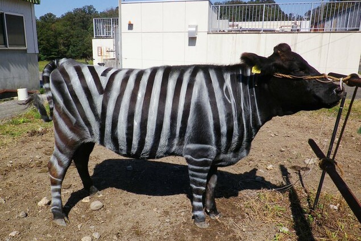    Фото: Aichi Agricultural Research Center, источник: en.tamatsulab.com