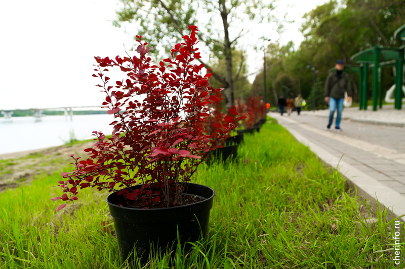    18 сентября сотрудники "Горзеленстроя" высадили в центральной части набережной спиреи, котовники, флоксы, пионы, ирисы, можжевельник, львиный зев и лапчатку.