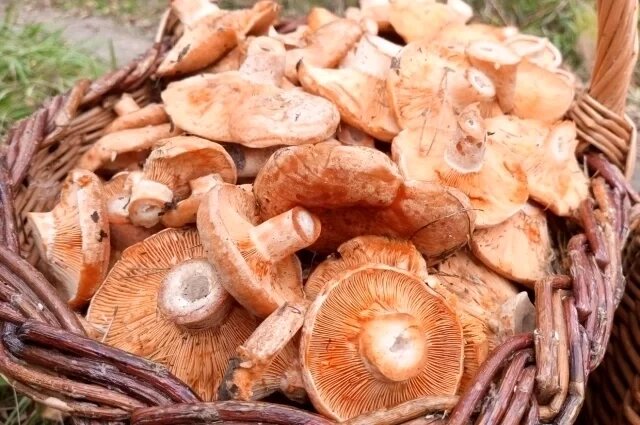 Правда ли, что рыжики можно есть сырыми?