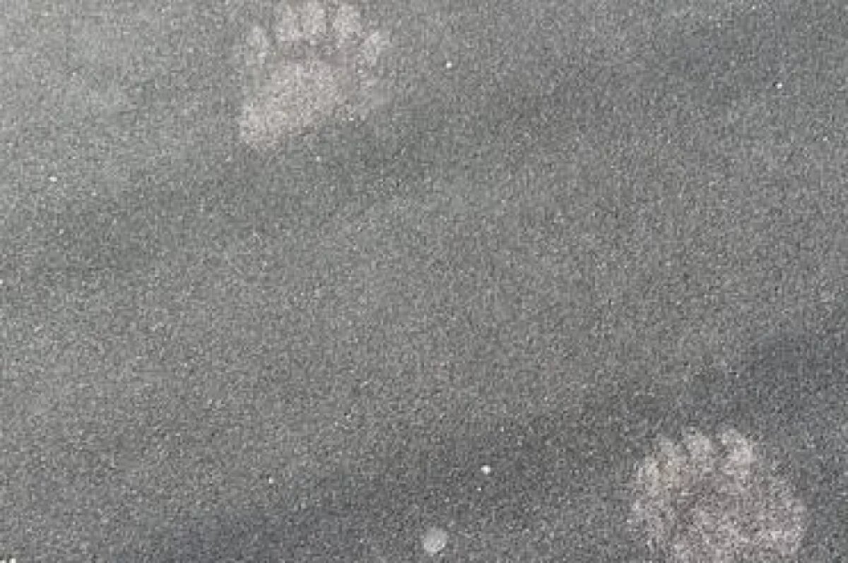    Следы медведя обнаружили на детской площадке на Сахалине