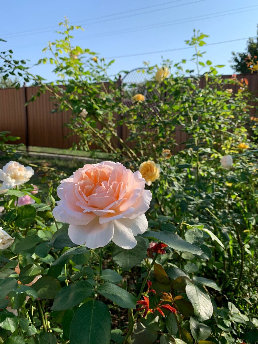 Роза Андре Ле Нотр в моем саду - осень