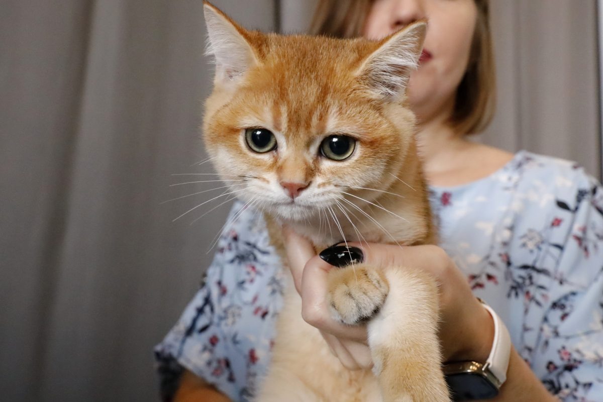    Это первый подобный отечественный препарат, который позволит не зависеть от импортных вакцин