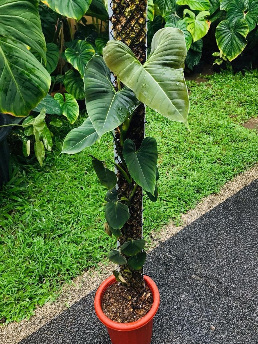 Процесс метаморфоза