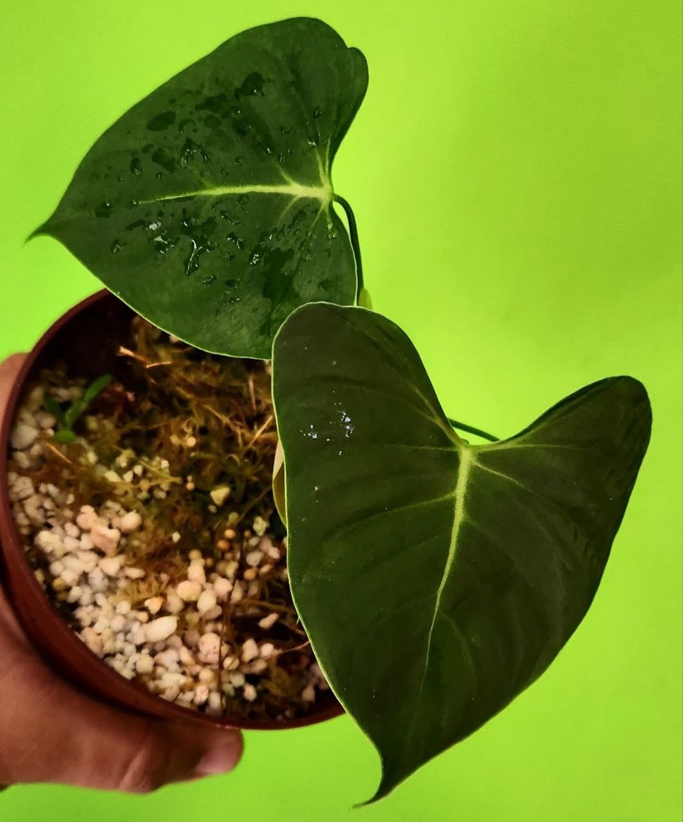 Промежуточная стадия взросления листа