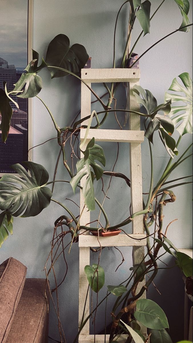 Похоже монстера очень хочет нормальный тотем, но есть только лестница...