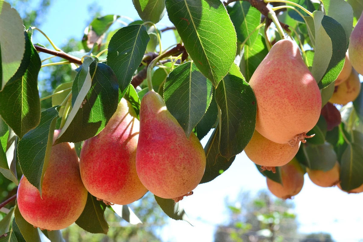 Плодоношение груши