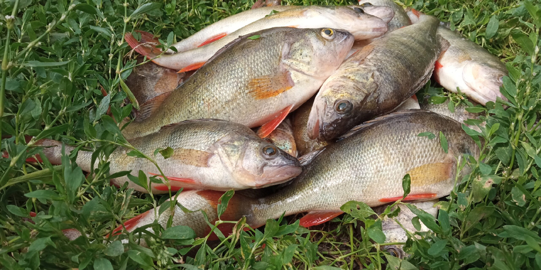 Самая уловистая снасть на окуня: отводной поводок