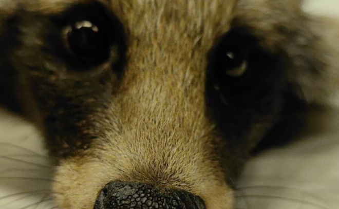    © Центр «Сирин»