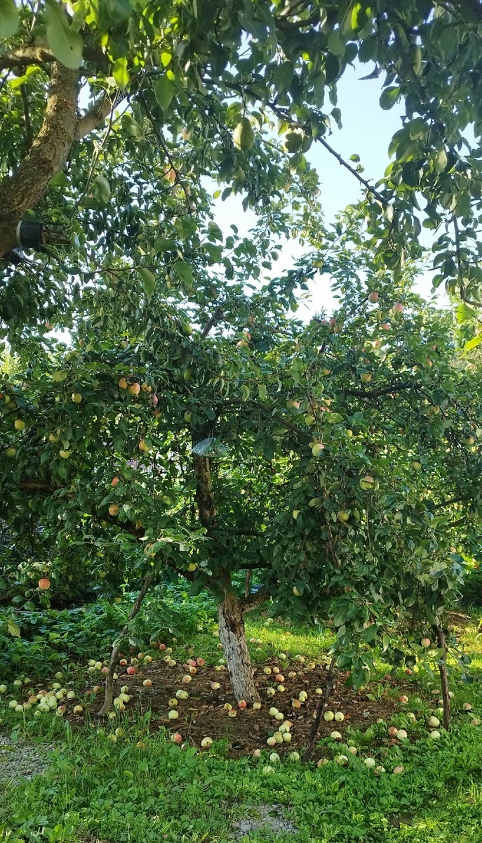 В этом году хороший урожай яблок.