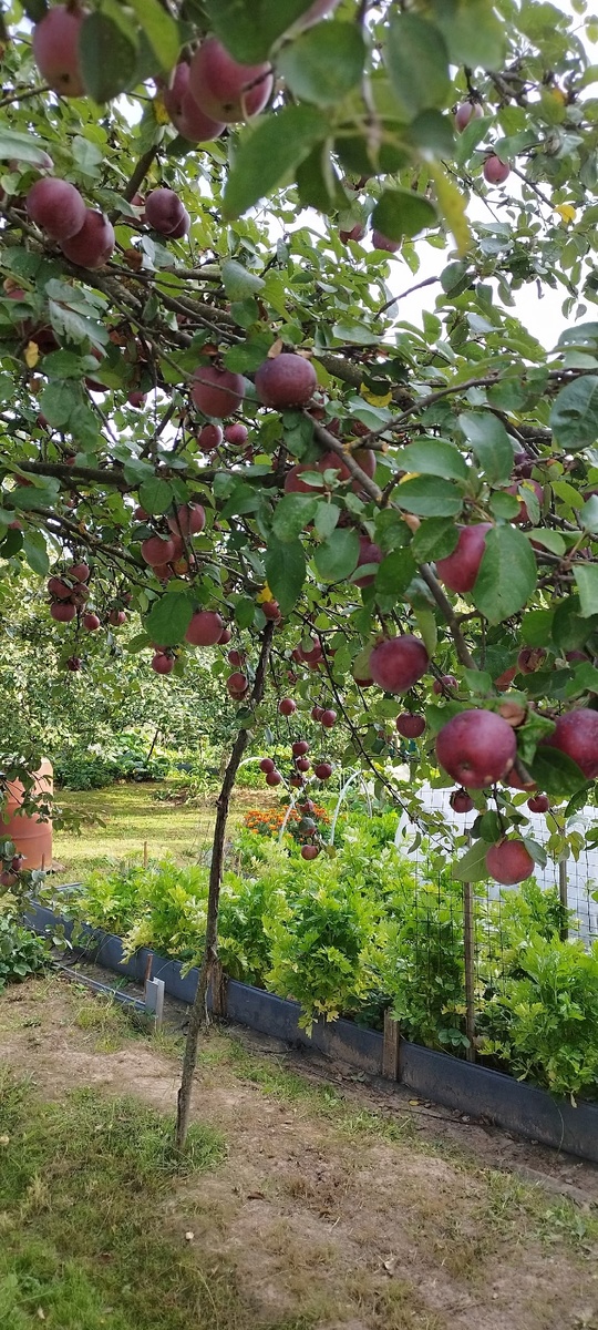 На зимней яблоне сорта Лобо тоже.