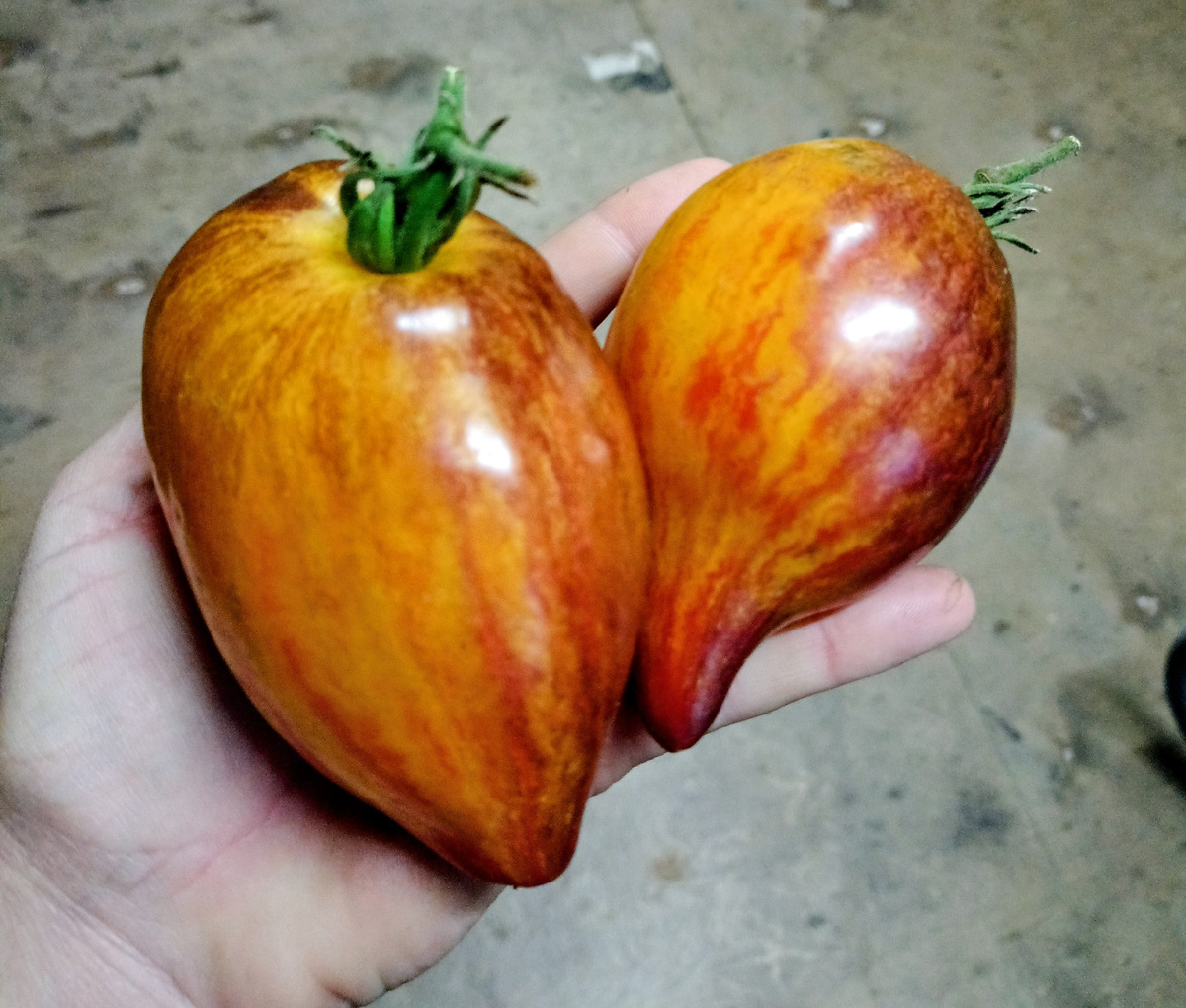 Сладкая карамель Софии 