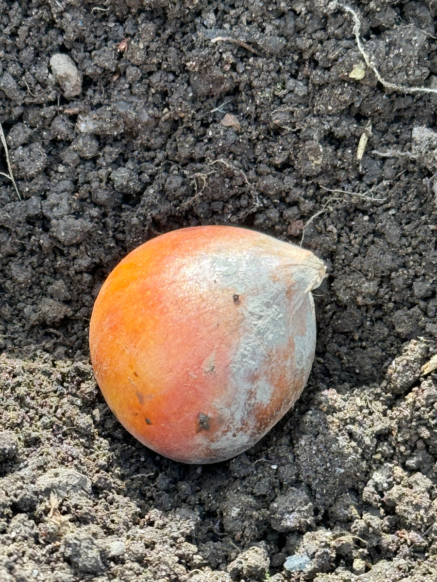 Луковица тюльпана