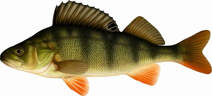 Окунь речной