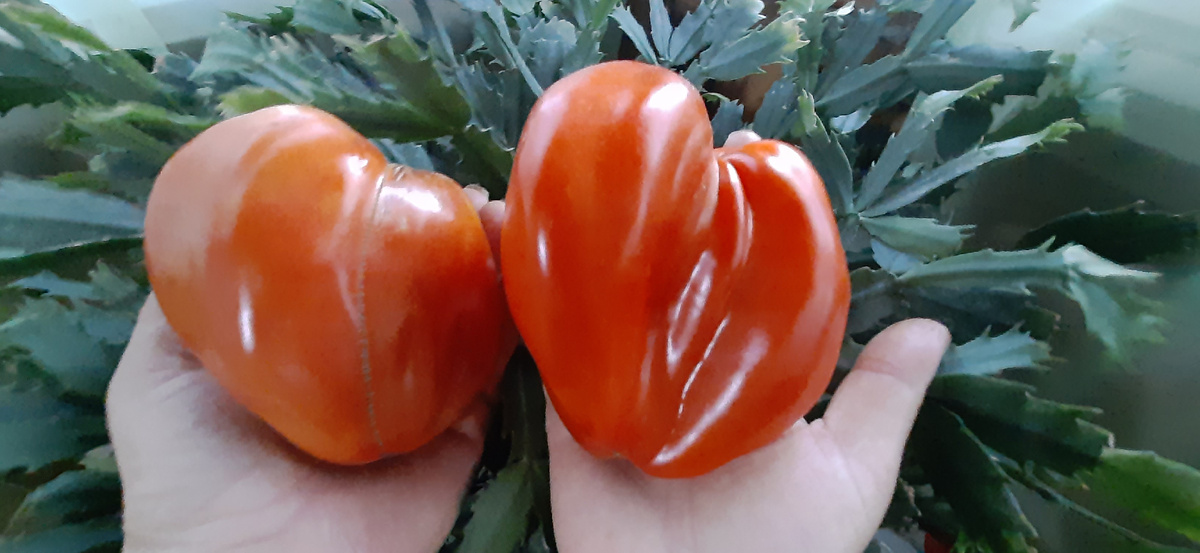 Могучий гигантский меч- высокорослый Урожайный сорт,крупноплодный, с очень красивыми плодами ярко Красного цвета! Прекрасно плодоносит в открытом грунте даже в Жаркое лето завязываемость по всему стеблю и очень хороший вкус! Заказ семян WhatsApp 8 909 876-20-12