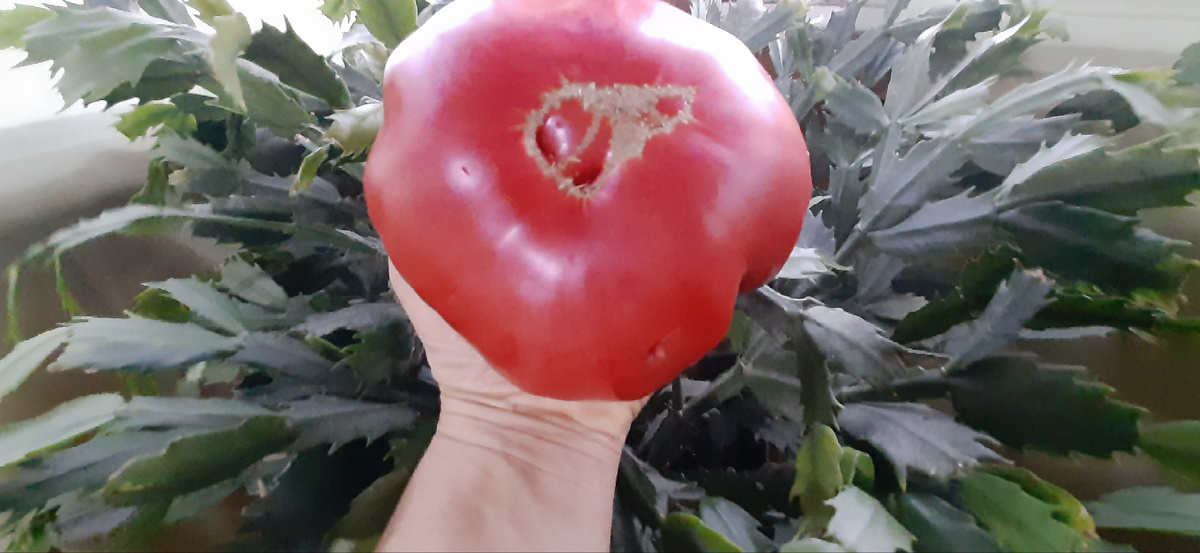 Розовая магия-старинный Урожайный крупноплодный высокорослый сорт прекрасно показывает себя в открытом грунте плоды до 800 г и даже более