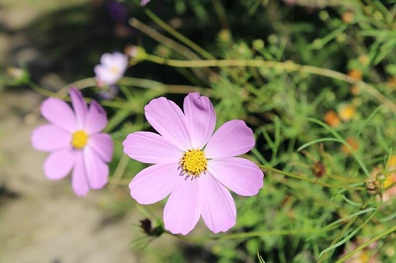 Космея с розовыми цветками. Лето. Московская область
