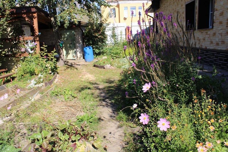 Космея среди других цветов.