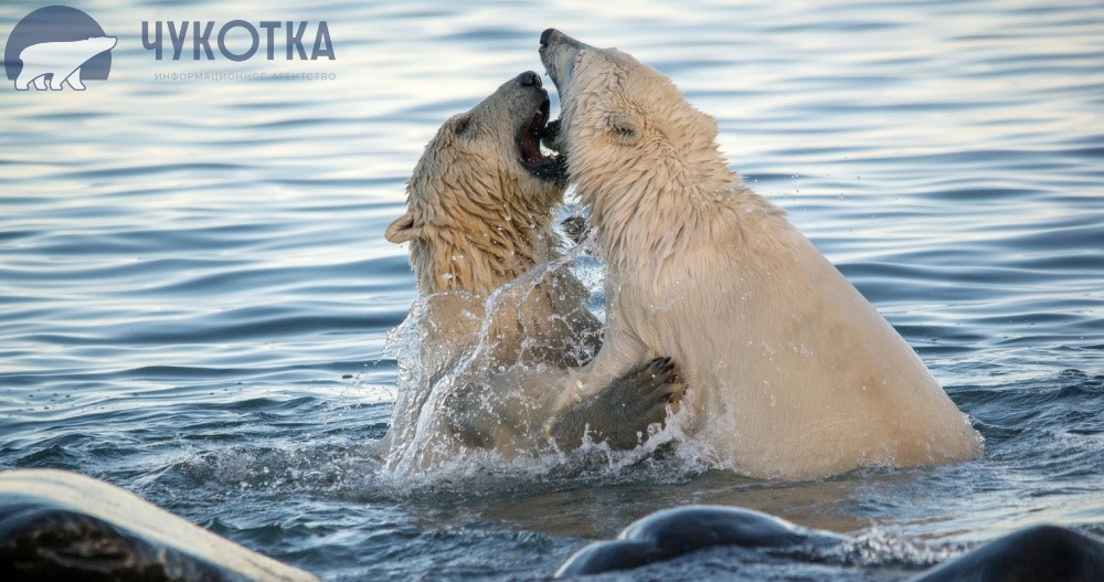 Фото: ИА "Чукотка" 
