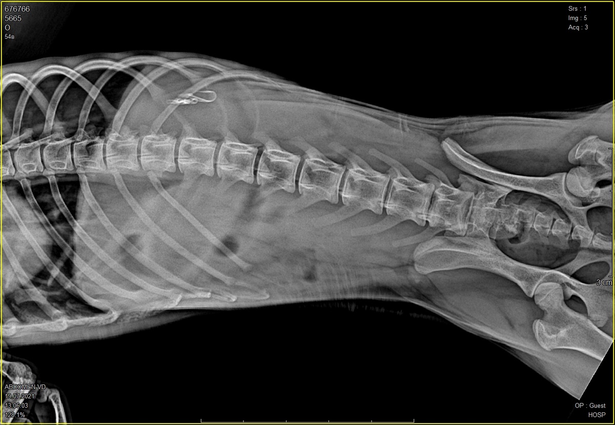 Незапланированная фотосессия 