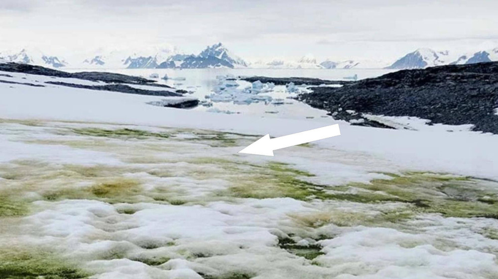    Кровавый снег Антарктиды угрожает миру никто не хочет слушать