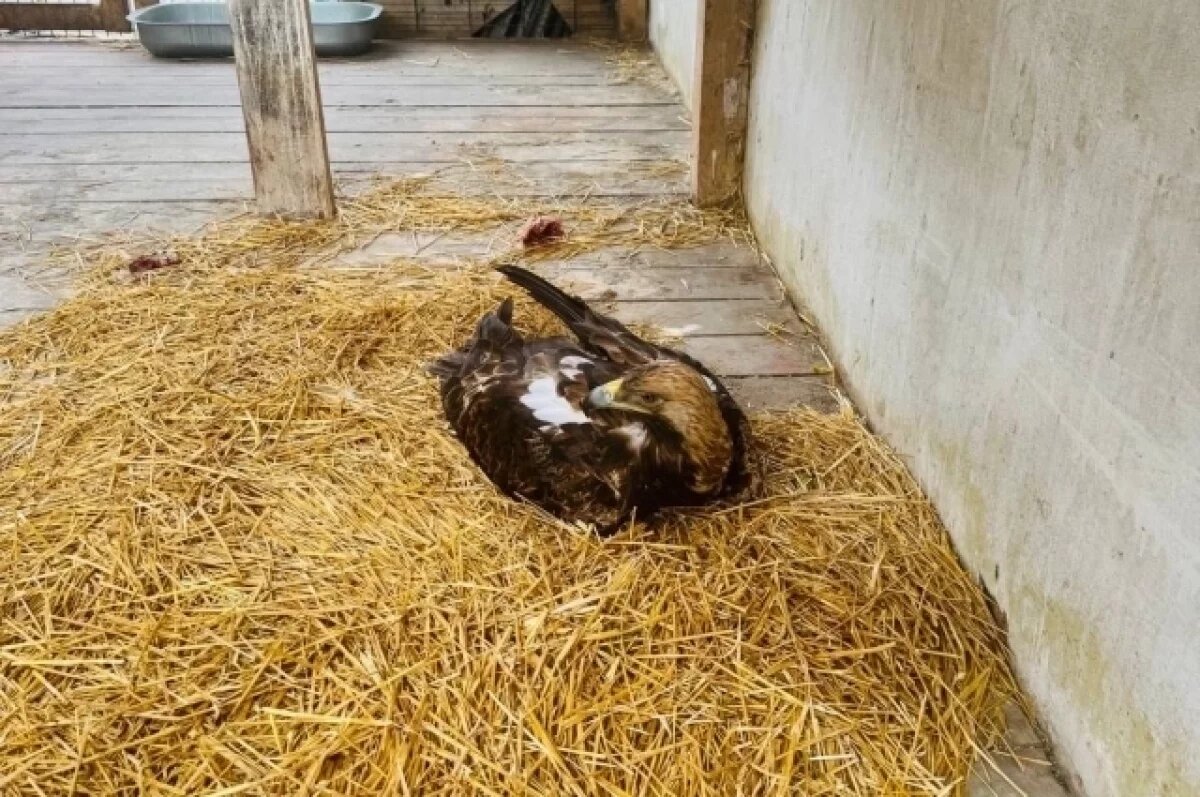    Орёл-могильник.