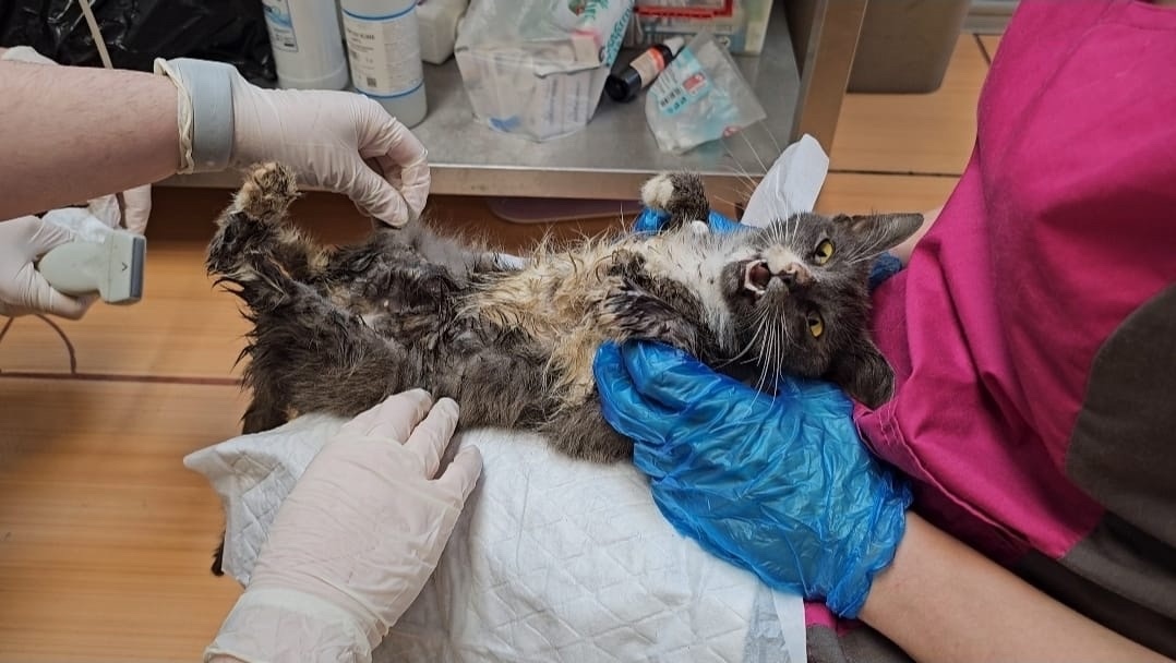 У нас нет времени на поиски денег. ПРОСТО НЕТ! Черви едят кошку изнутри!