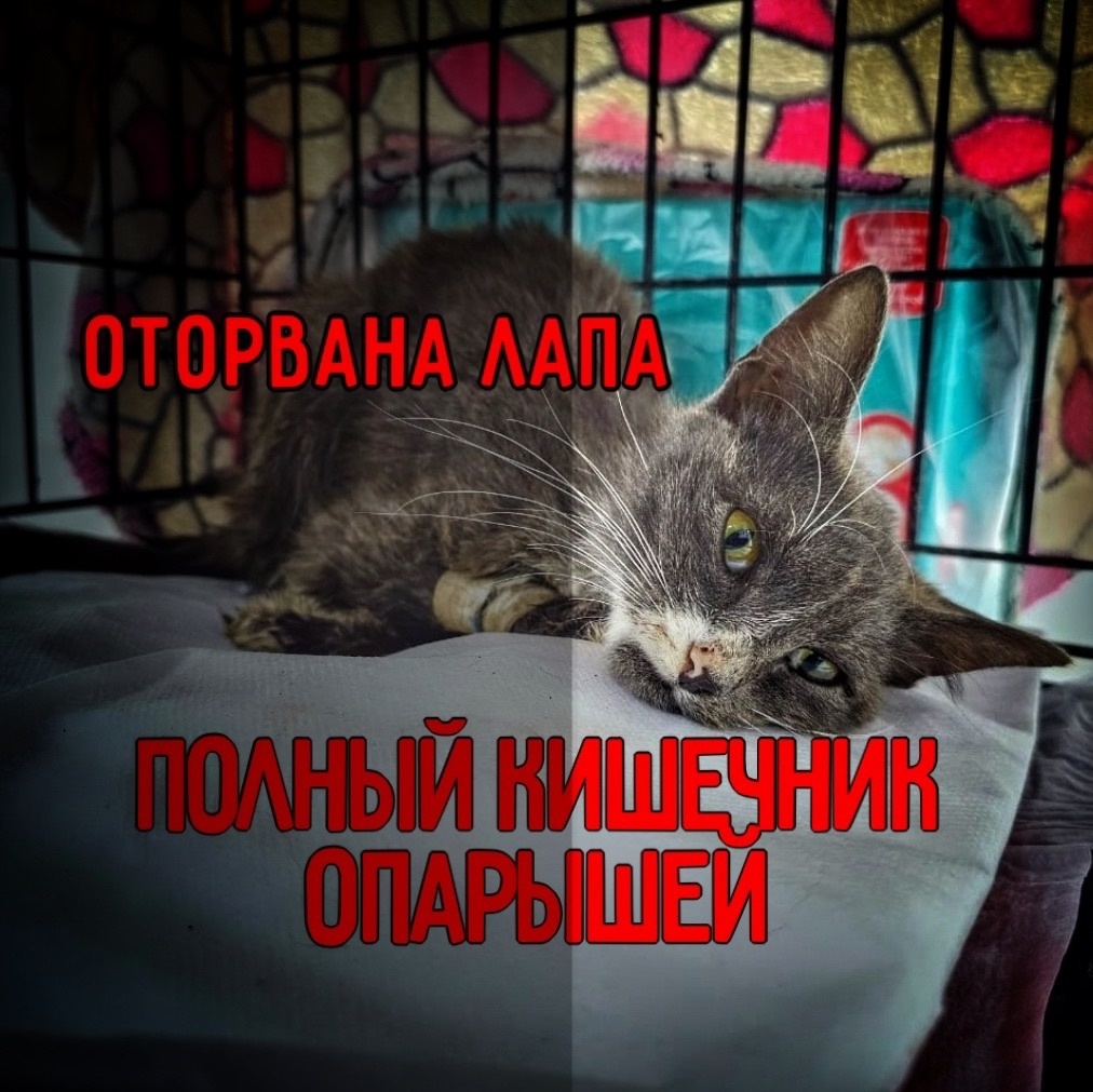 Оторвана лапка и полный кишечник опарышей, а мы бессильны! Нужна помощь!