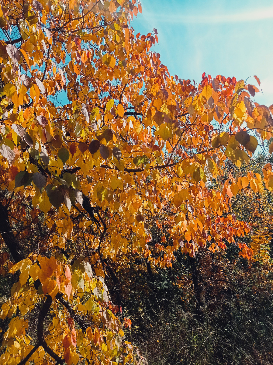 Огненное дерево