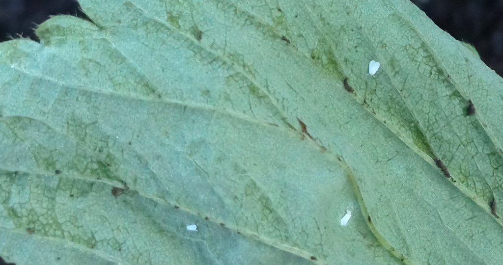 Белокрылка и как с ней бороться в огороде