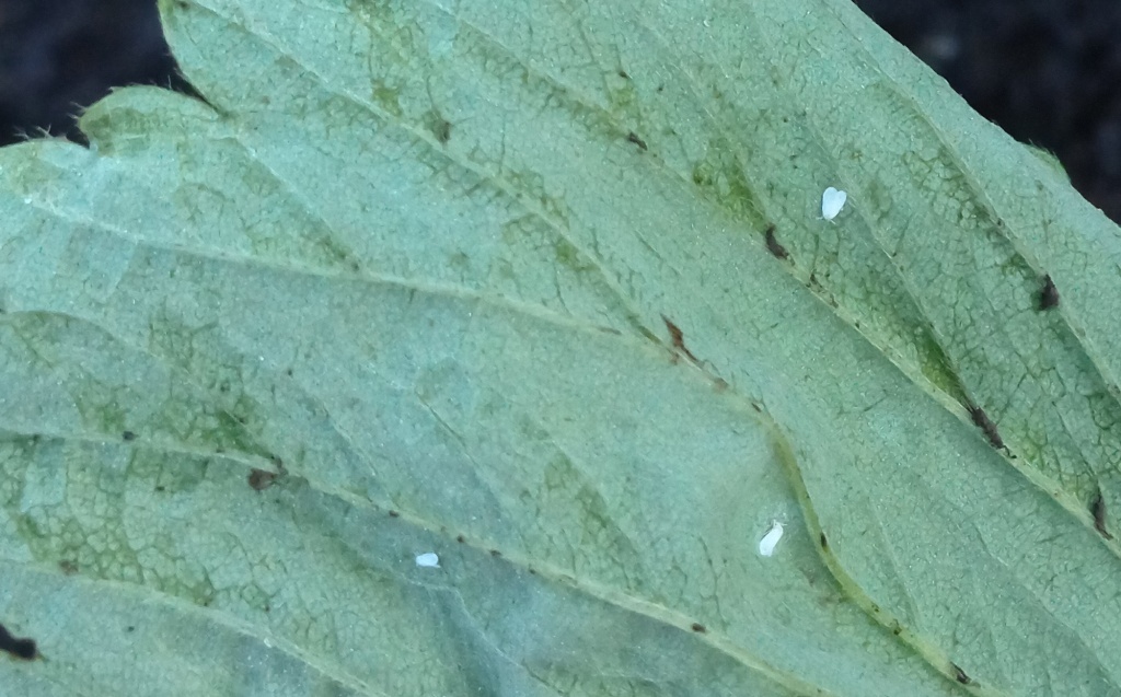  Белокрылка на листе клубники