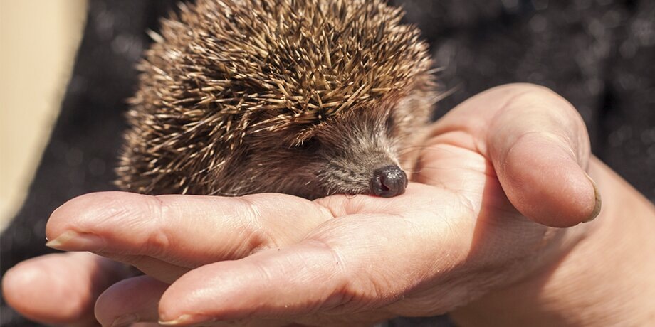    Фото: 123RF/tyrannousaurusrex