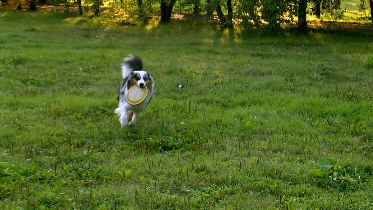 Заниматься дог-фрисби могут собаки любых пород