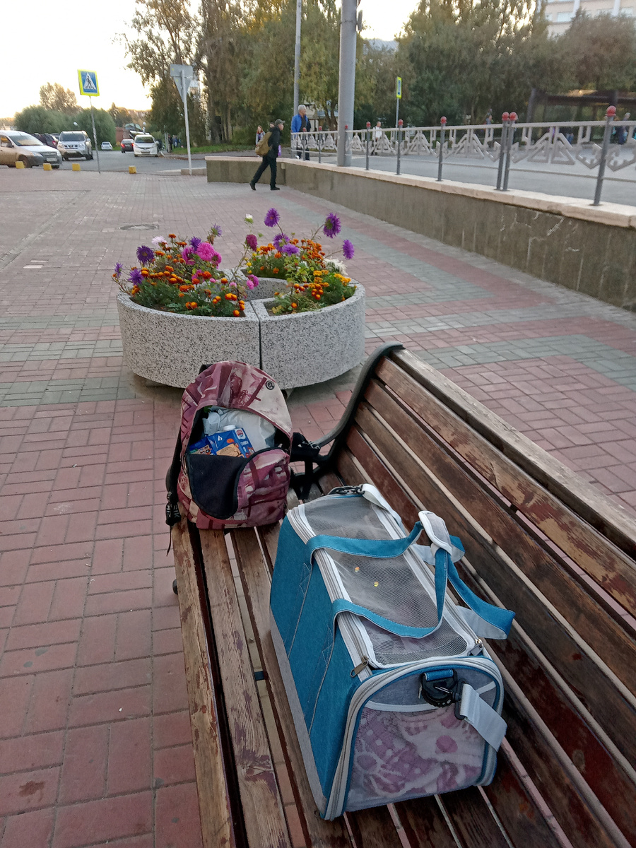 Мой багаж. Ой...Вот там видно, как глазки светятся. И сливочки в рюкзаке тоже видно. Называются "Три коровы, два кота"